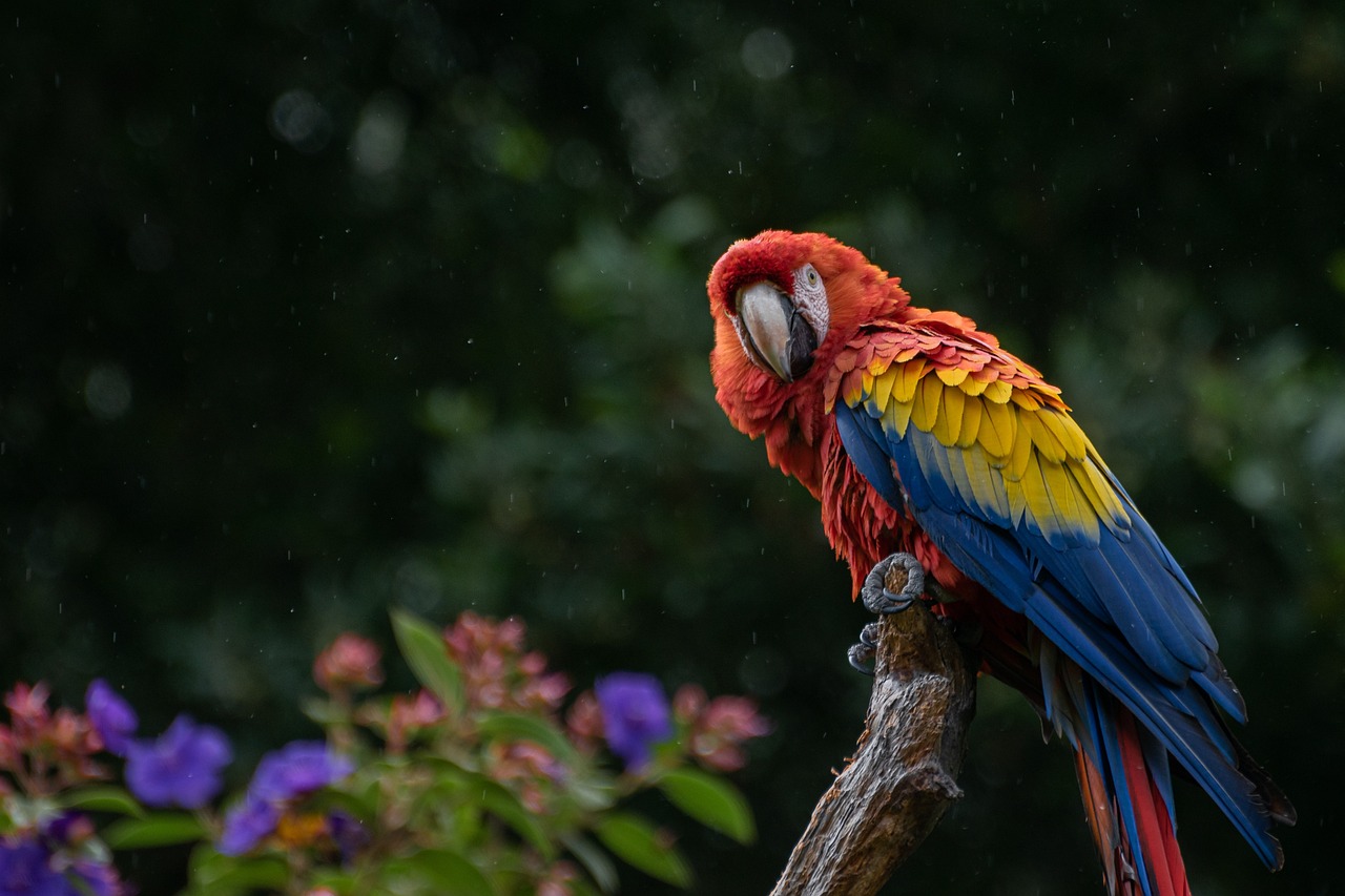 macaw, parrot, bird-6488472.jpg