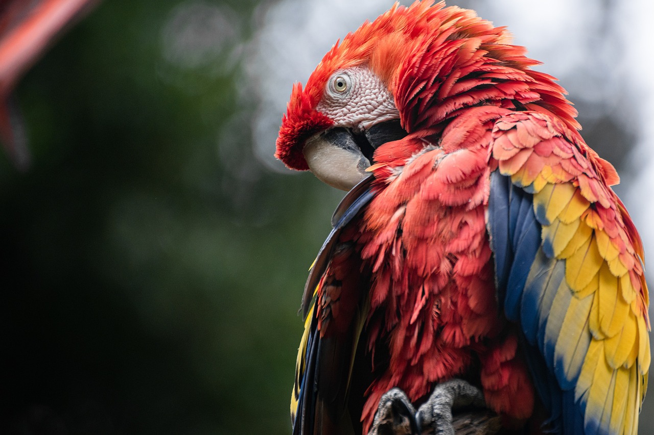 macaw, parrot, bird-6488488.jpg