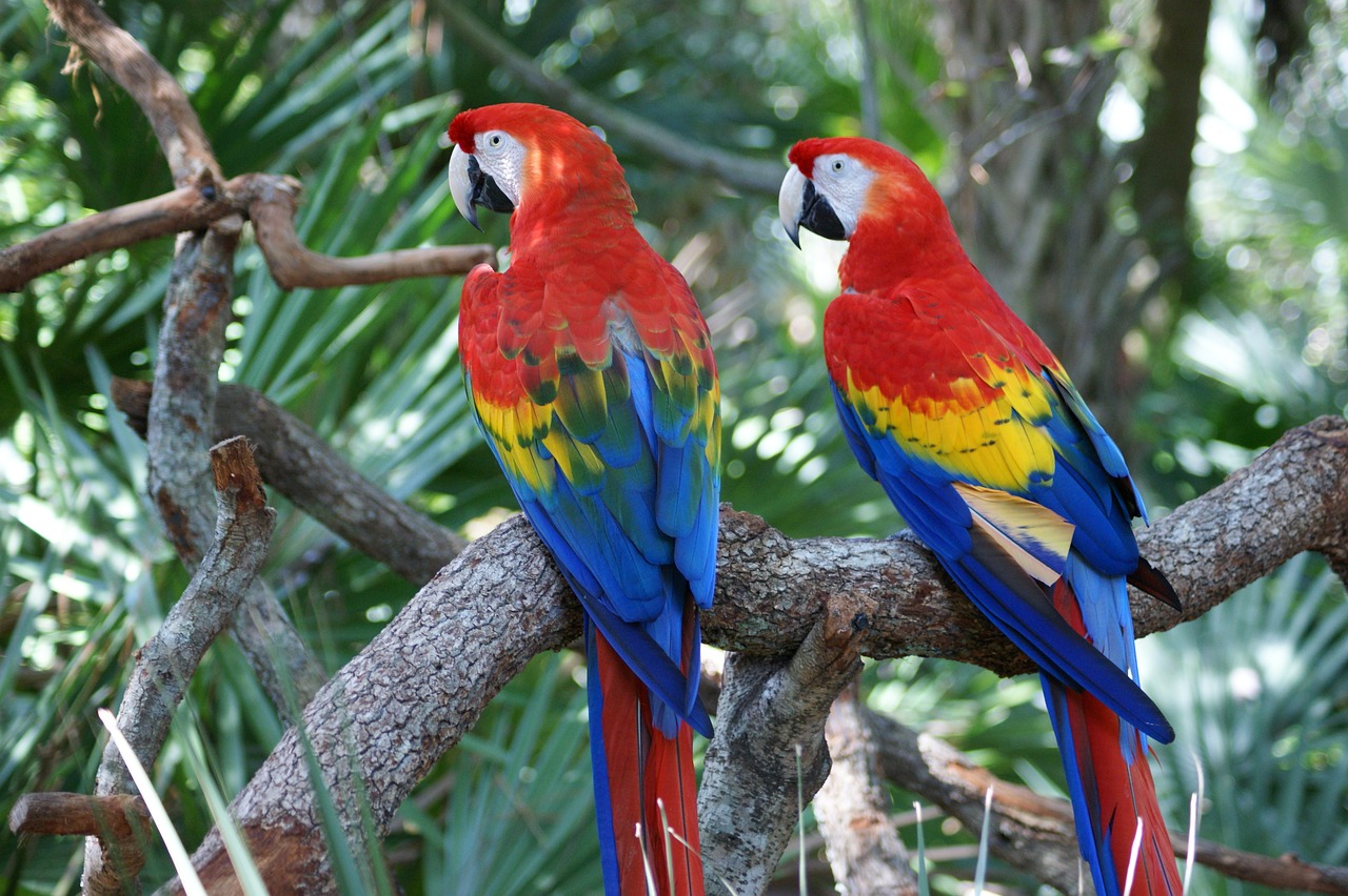 macaw, red, parrot-1273003.jpg