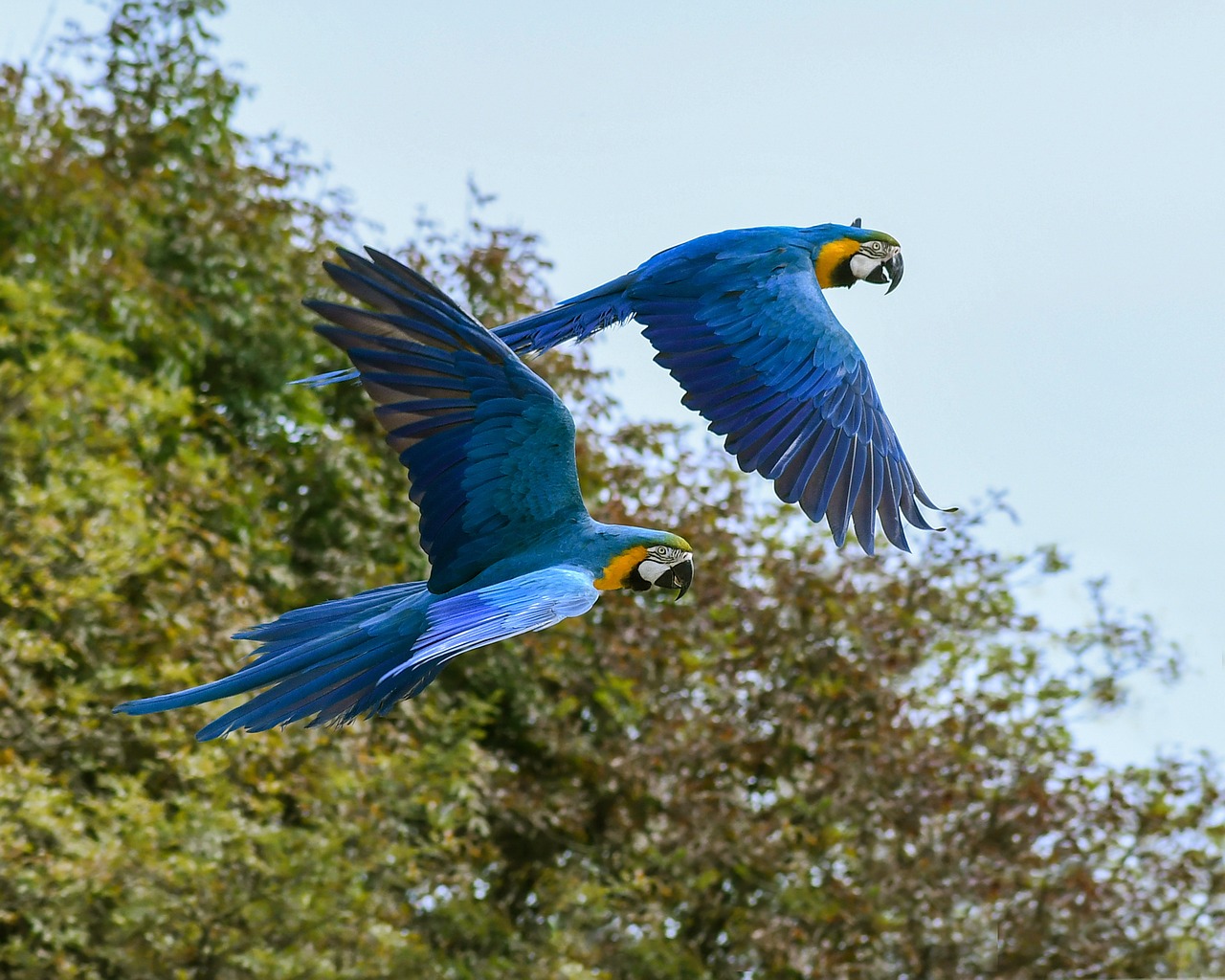 parrot, fly, blue macaw-2892028.jpg